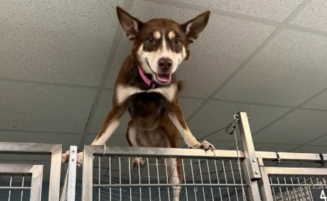 Longtemps enchaînée dehors cette chienne escaladant son box amuse le refuge puis attend l'adoption en famille d'accueil