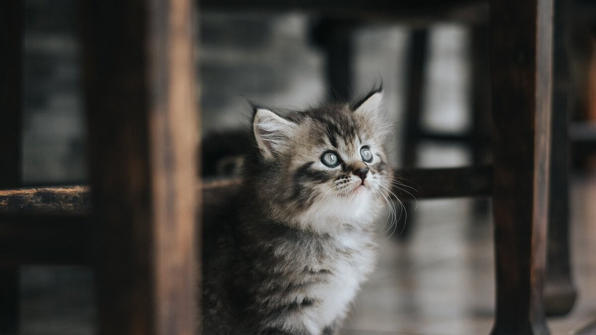 Illustration : "Dans le Val-de-Marne, la police municipale sauve un chaton plusieurs fois jeté en l'air et arrête son bourreau filmé par la vidéosurveillance urbaine"