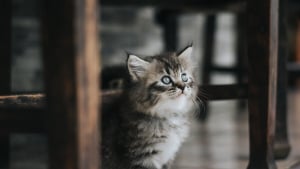 Illustration : Dans le Val-de-Marne, la police municipale sauve un chaton plusieurs fois jet&eacute; en l'air et arr&ecirc;te son bourreau film&eacute; par la vid&eacute;osurveillance urbaine