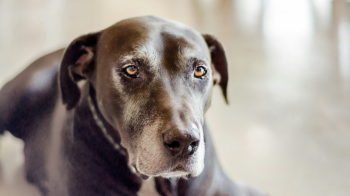 Illustration : "6 raisons pour lesquelles votre chien senior fait soudainement pipi dans la maison"