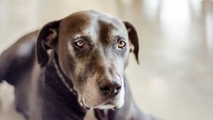 Illustration : 6 raisons pour lesquelles votre chien senior fait soudainement pipi dans la maison
