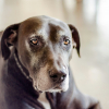 Illustration : 6 raisons pour lesquelles votre chien senior fait soudainement pipi dans la maison