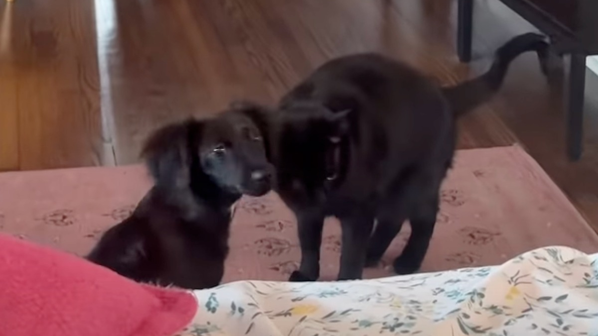 Illustration : "Depuis la disparition de son meilleur ami canin, cette chatte vivait dans le chagrin avant de rencontrer un chiot joyeux (vidéo)"