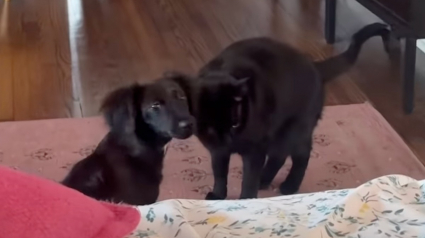 Illustration : Depuis la disparition de son meilleur ami canin, cette chatte vivait dans le chagrin avant de rencontrer un chiot joyeux (vid&eacute;o)