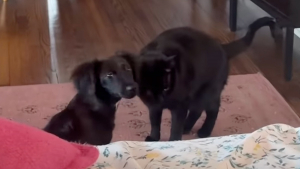 Illustration : Depuis la disparition de son meilleur ami canin, cette chatte vivait dans le chagrin avant de rencontrer un chiot joyeux (vidéo)