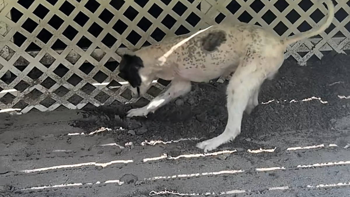 Illustration : "Malgré une récente amputation, ce chien à 3 pattes retrouve le goût de s’amuser et creuse comme les autres (vidéo)"