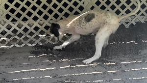 Illustration : Malgré une récente amputation, ce chien à 3 pattes retrouve le goût de s’amuser et creuse comme les autres (vidéo)