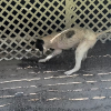 Illustration : Malgr&eacute; une r&eacute;cente amputation, ce chien &agrave; 3 pattes retrouve le go&ucirc;t de s&rsquo;amuser et creuse comme les autres (vid&eacute;o)