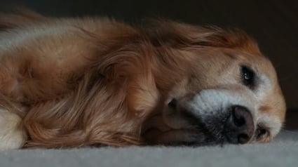 Illustration : Une exp&eacute;rience n&eacute;gative peut perturber le sommeil de votre chien, selon une &eacute;tude