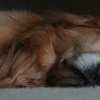 Illustration : Une exp&eacute;rience n&eacute;gative peut perturber le sommeil de votre chien, selon une &eacute;tude