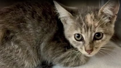 Illustration : Coinc&eacute; dans la calandre d&rsquo;une voiture, un chaton errant est sauv&eacute; par un conducteur de d&eacute;panneuse qui d&eacute;cide de l&rsquo;adopter
