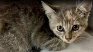 Illustration : Coinc&eacute; dans la calandre d&rsquo;une voiture, un chaton errant est sauv&eacute; par un conducteur de d&eacute;panneuse qui d&eacute;cide de l&rsquo;adopter