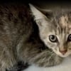 Illustration : Coinc&eacute; dans la calandre d&rsquo;une voiture, un chaton errant est sauv&eacute; par un conducteur de d&eacute;panneuse qui d&eacute;cide de l&rsquo;adopter