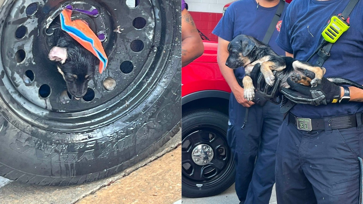 Illustration : "Un chiot coincé dans la jante d'une roue de secours est libéré grâce au minutieux sauvetage des pompiers"
