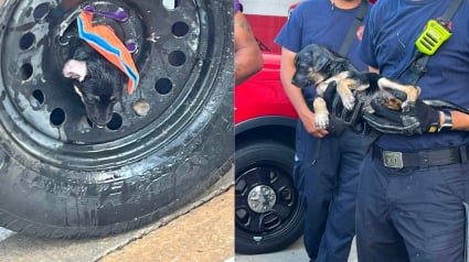 Illustration : Un chiot coinc&eacute; dans la jante d'une roue de secours est lib&eacute;r&eacute; gr&acirc;ce au minutieux sauvetage des pompiers