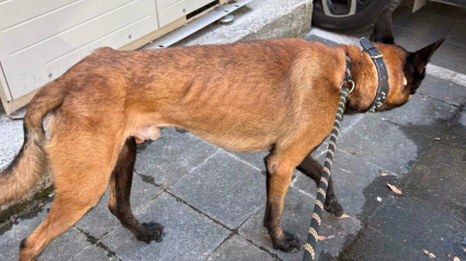 Illustration : &Agrave; Marseille, un Malinois r&eacute;guli&egrave;rement enferm&eacute; sur le balcon par 35 degr&eacute;s vient d&rsquo;&ecirc;tre sauv&eacute; suite au signalement d&rsquo;une voisine