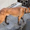 Illustration : &Agrave; Marseille, un Malinois r&eacute;guli&egrave;rement enferm&eacute; sur le balcon par 35 degr&eacute;s vient d&rsquo;&ecirc;tre sauv&eacute; suite au signalement d&rsquo;une voisine