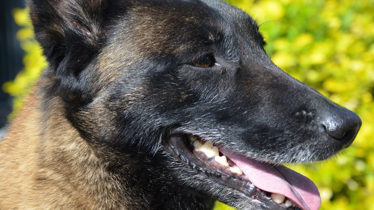 Illustration : "Un Malinois poignardé à 9 reprises y survit et s'apprête à rejoindre son ancienne propriétaire après la condamnation de l'auteur des coups de couteau"