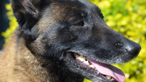 Illustration : Un Malinois poignard&eacute; &agrave; 9 reprises y survit et s'appr&ecirc;te &agrave; rejoindre son ancienne propri&eacute;taire apr&egrave;s la condamnation de l'auteur des coups de couteau