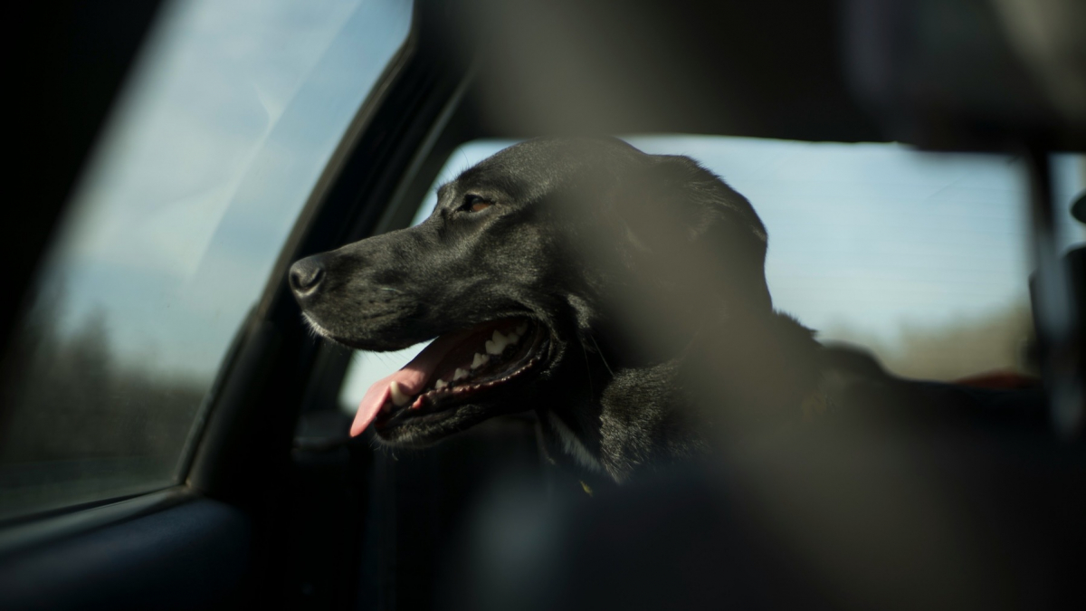 Illustration : "Un chien peut-il rester dans une voiture si les fenêtres sont entrouvertes ?"