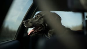 Illustration : Un chien peut-il rester dans une voiture si les fen&ecirc;tres sont entrouvertes ?