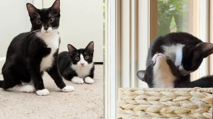 Illustration : 2 chatonnes ins&eacute;parables et incapables de rester f&acirc;ch&eacute;es longtemps attendent de trouver une famille qui les adoptera ensemble