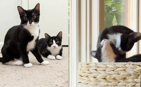 2 chatonnes inséparables et incapables de rester fâchées longtemps attendent de trouver une famille qui les adoptera ensemble