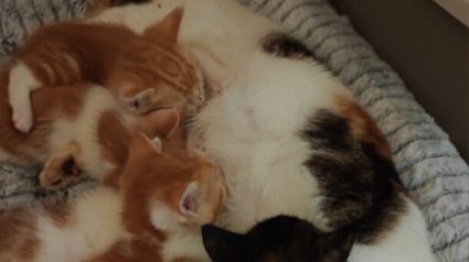 Illustration : &laquo; Que pouvais-je faire ? &raquo;, une Calvadosienne trouve une chatte et ses chatons dans sa cave, elle d&eacute;cide de les adopter