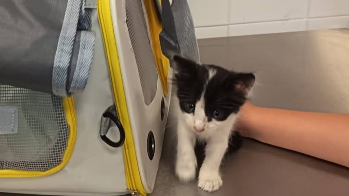Illustration : "Sauvé en Crète, ce chaton cherche désormais un voyageur pour rejoindre sa nouvelle famille dans les Hauts-de-France"
