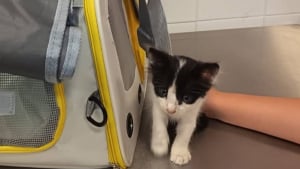 Illustration : Sauv&eacute; en Cr&egrave;te, ce chaton cherche d&eacute;sormais un voyageur pour rejoindre sa nouvelle famille dans les Hauts-de-France
