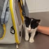 Illustration : Sauv&eacute; en Cr&egrave;te, ce chaton cherche d&eacute;sormais un voyageur pour rejoindre sa nouvelle famille dans les Hauts-de-France