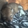 Illustration : Un gar&ccedil;on pense sauver un chiot bless&eacute; sur le bord de la route, mais apprend qu&rsquo;il s&rsquo;agit d&rsquo;un animal sauvage