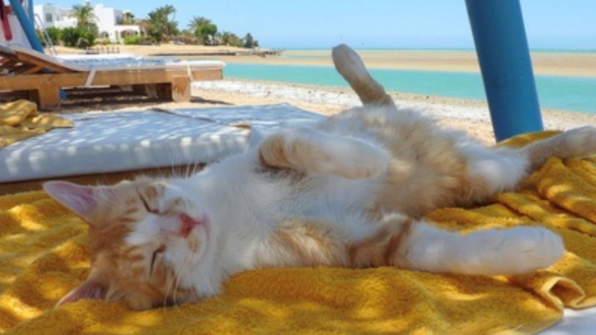 Illustration : "18 photos de chats qui profitent encore de la plage avant la rentrée"