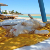 Illustration : 18 photos de chats qui profitent encore de la plage avant la rentr&eacute;e