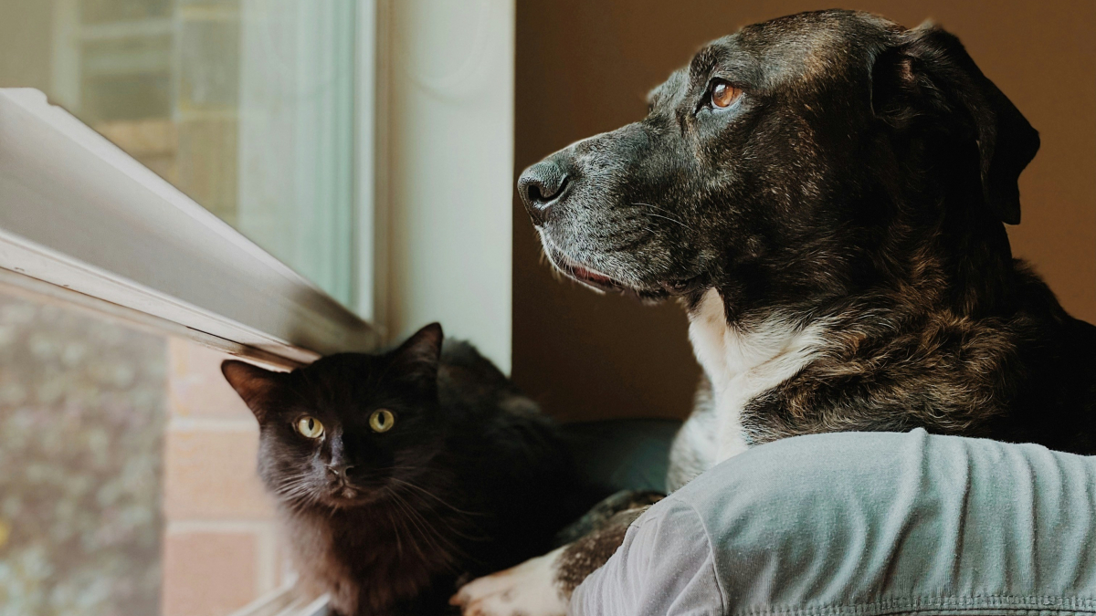 Illustration : "Kiweeto lance officiellement son application pour faciliter le placement des animaux en famille d’accueil"
