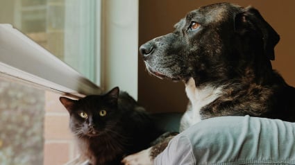 Illustration : Kiweeto lance officiellement son application pour faciliter le placement des animaux en famille d&rsquo;accueil