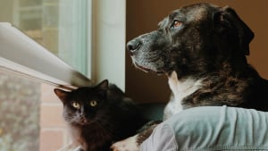Illustration : "Kiweeto lance officiellement son application pour faciliter le placement des animaux en famille d’accueil"