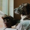 Illustration : Kiweeto lance officiellement son application pour faciliter le placement des animaux en famille d&rsquo;accueil