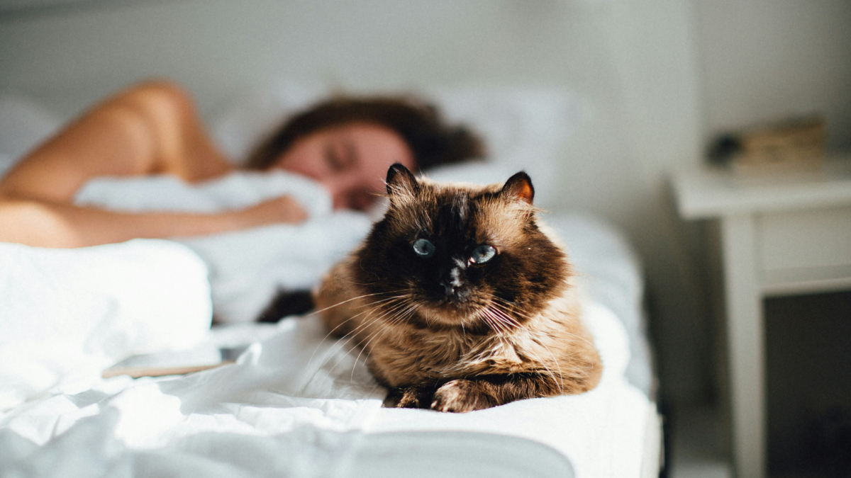 Illustration : "Réveil à 5 h : pourquoi votre chat vous réveille-t-il systématiquement avant l'aube ?"