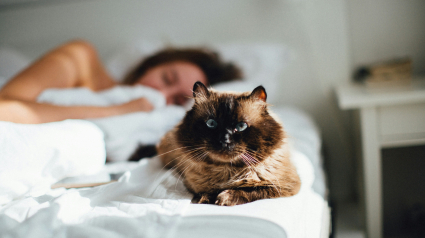 Illustration : R&eacute;veil &agrave; 5 h : pourquoi votre chat vous r&eacute;veille-t-il syst&eacute;matiquement avant l'aube ?