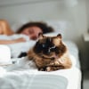 Illustration : R&eacute;veil &agrave; 5 h : pourquoi votre chat vous r&eacute;veille-t-il syst&eacute;matiquement avant l'aube ?