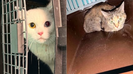 Illustration : 2 chats restent 4 jours seuls sans eau dans un appartement abandonn&eacute; avant d&rsquo;&ecirc;tre pris en charge par la SPA