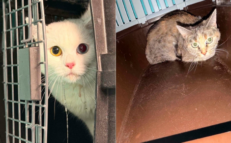 2 chats restent 4 jours seuls sans eau dans un appartement abandonné avant d’être pris en charge par la SPA