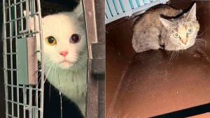 Illustration : 2 chats restent 4 jours seuls sans eau dans un appartement abandonn&eacute; avant d&rsquo;&ecirc;tre pris en charge par la SPA