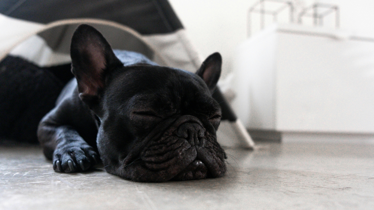Illustration : "Le ronflement d'un Bouledogue est normal et sans gravité : mythe ou réalité ?"