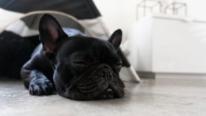 Illustration : Le ronflement d'un Bouledogue est normal et sans gravit&eacute; : mythe ou r&eacute;alit&eacute; ?