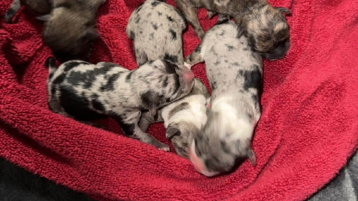 Illustration : "Abandonnés dans un panier près d'une benne à ordures, 4 chiots nouveau-nés s'accrochent à la vie en recevant des soins jour et nuit "