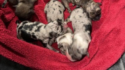 Illustration : Abandonn&eacute;s dans un panier pr&egrave;s d'une benne &agrave; ordures, 4 chiots nouveau-n&eacute;s s'accrochent &agrave; la vie en recevant des soins jour et nuit 
