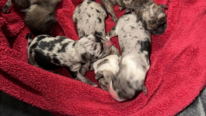 Illustration : Abandonn&eacute;s dans un panier pr&egrave;s d'une benne &agrave; ordures, 4 chiots nouveau-n&eacute;s s'accrochent &agrave; la vie en recevant des soins jour et nuit 