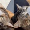 Illustration : Un homme infirmier soulage une petite chatte asthmatique anciennement errante en lui administrant son inhalateur (vid&eacute;o)